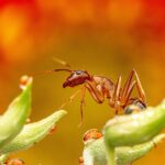 Ants, bees and wasps at the feeder