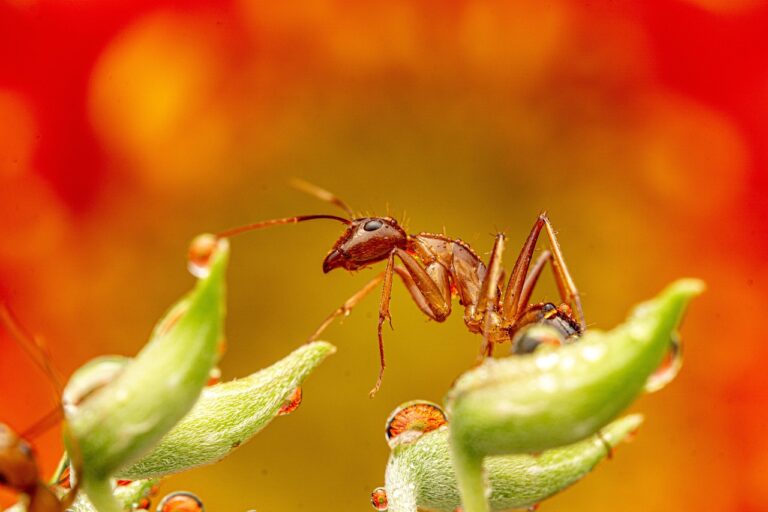 Ants, bees and wasps at the feeder