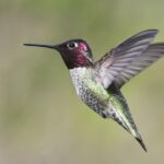 The Central Florida hummingbird calendar