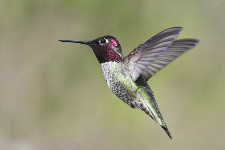 The Central Florida hummingbird calendar