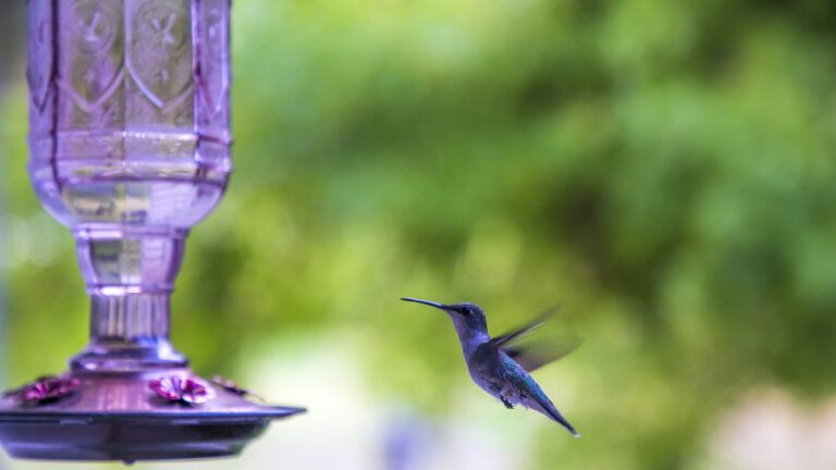 Cleaning a hummingbird feeder in Florida heat