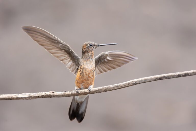 Glass, saucer or window: choosing a feeder