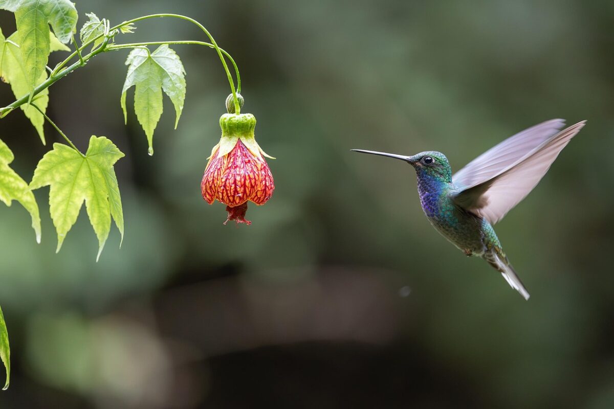 Hummingbird nectar: the only recipe you need