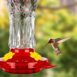 A red glass hummingbird feeder with star decorations, four feeding ports with perches, and a built-in ant moat.